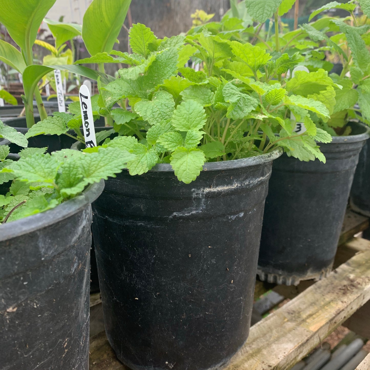 Lemon Balm