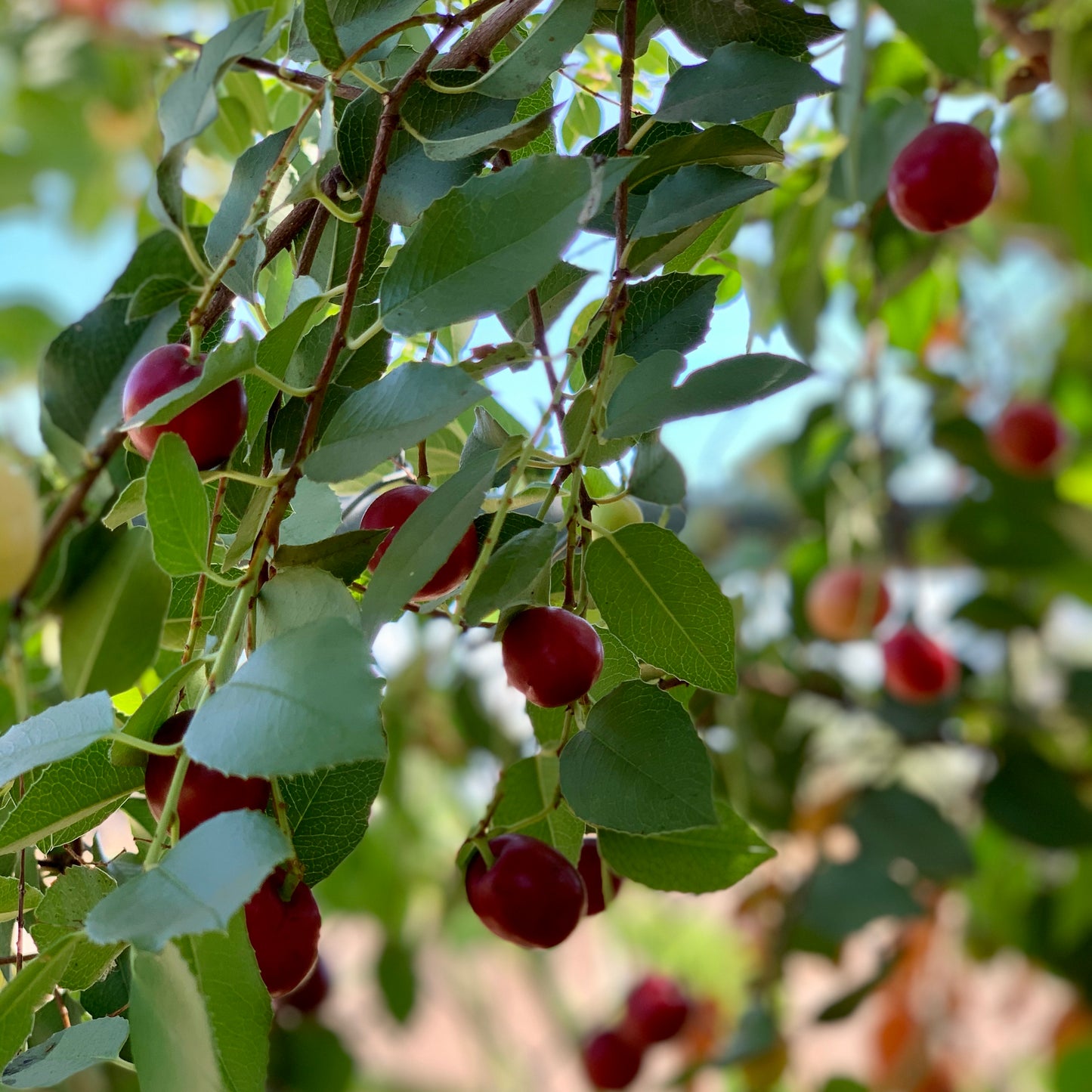 Holly Leaf Cherry, 'Prunus ilicifolia'