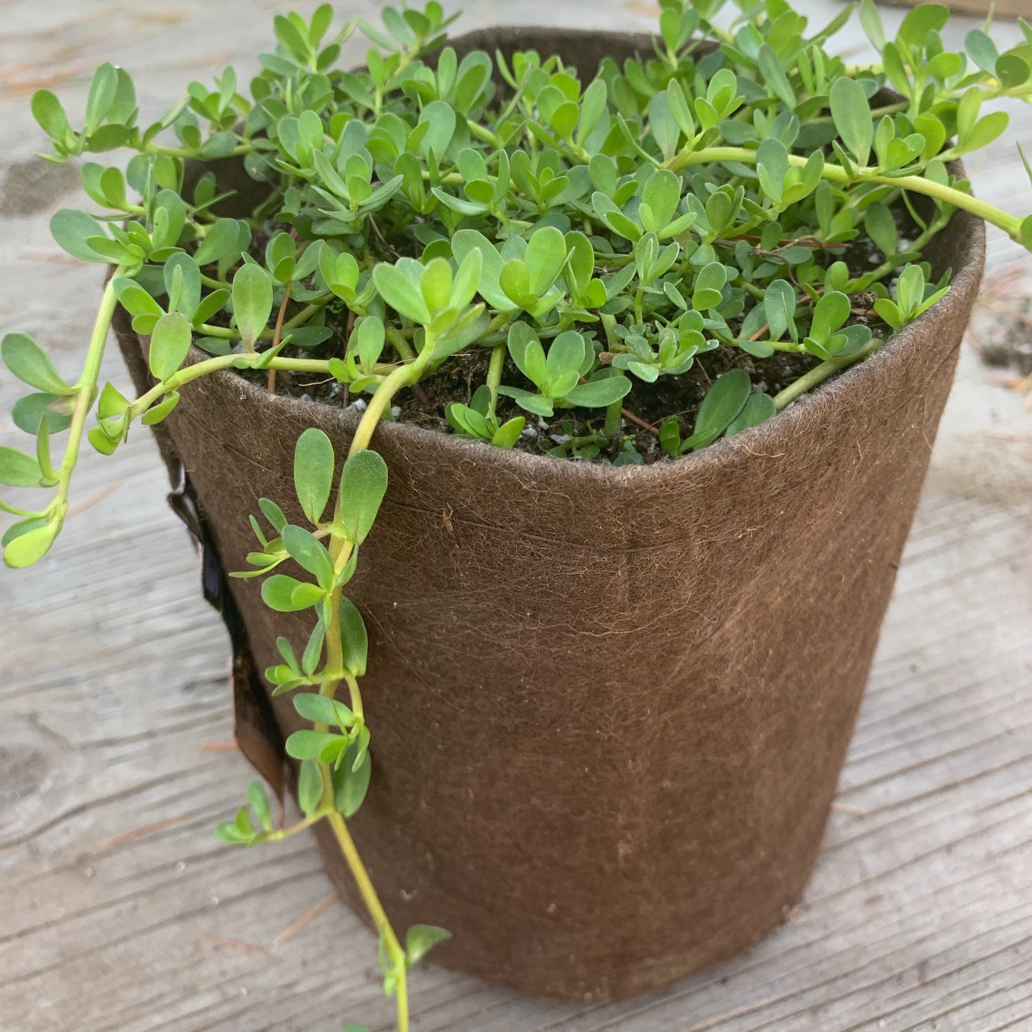 Bacopa Monnieri (Brahmi)