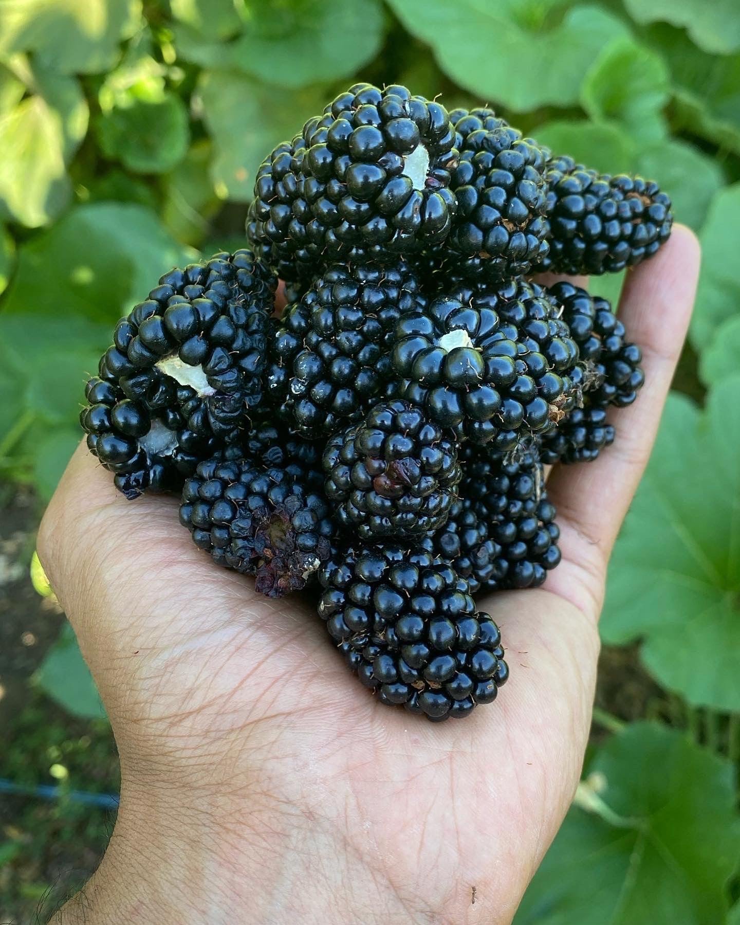 Bareroot Blackberry, Prime Ark Freedom - PREORDER for May 6 fulfillment