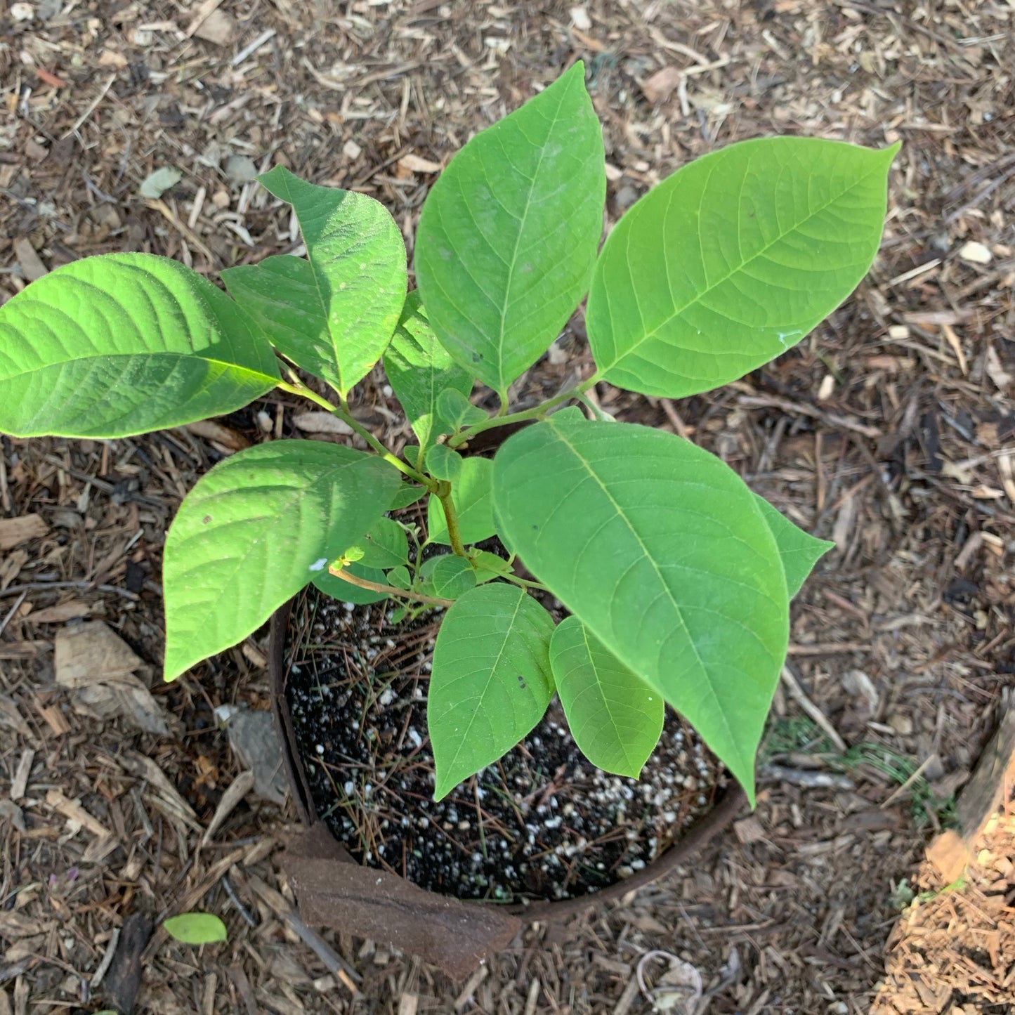 Cherimoya, El Bumpo (seedling, not grafted)