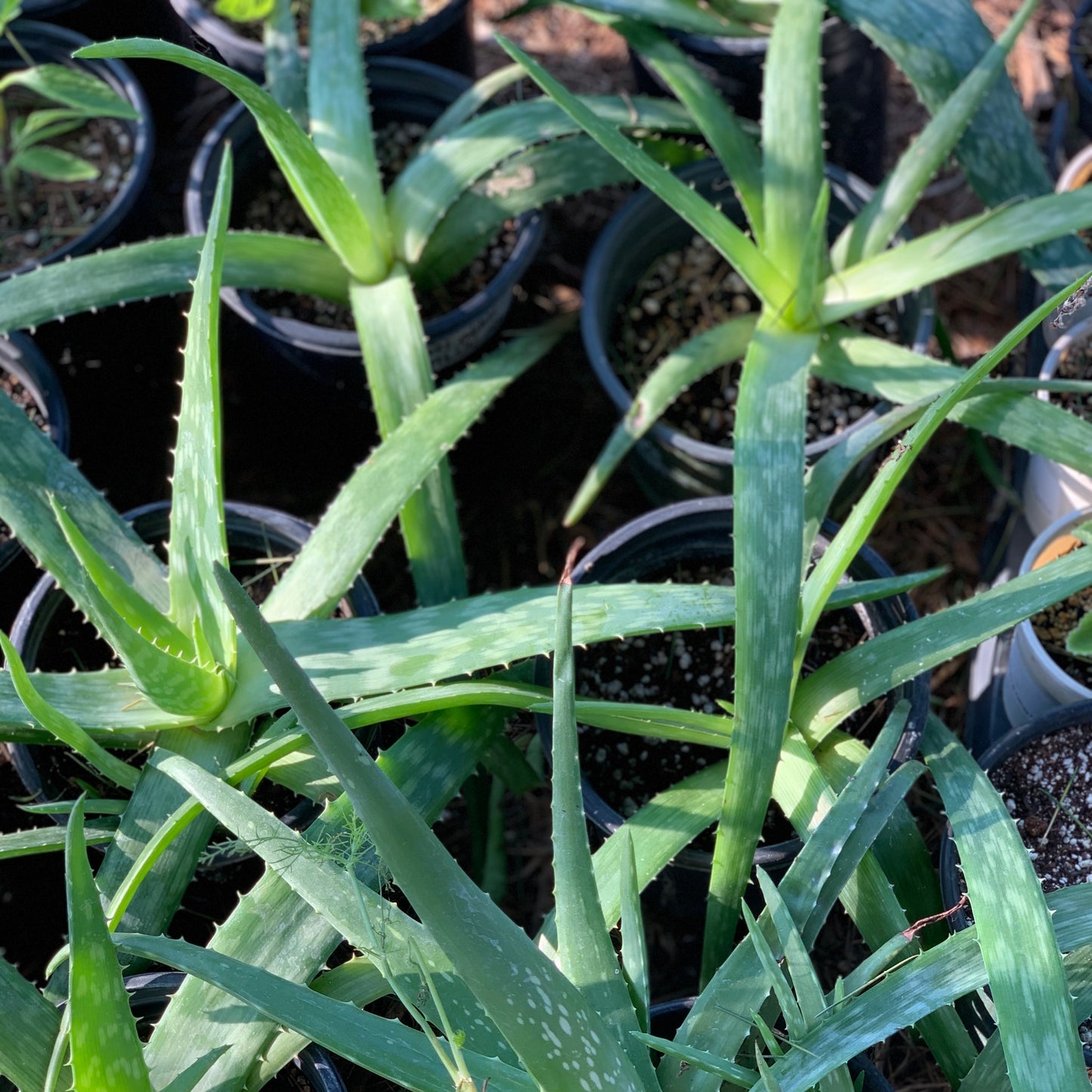 Aloe, Edible