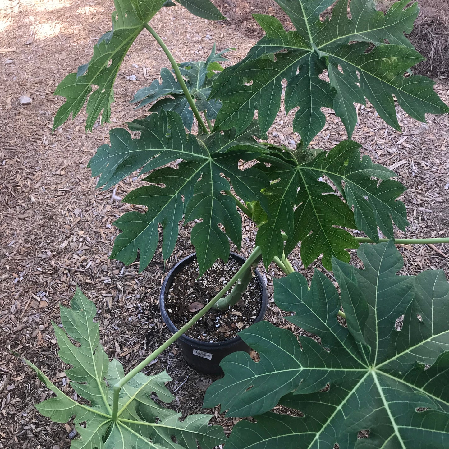 Papaya, Waimanalo / Kamiya