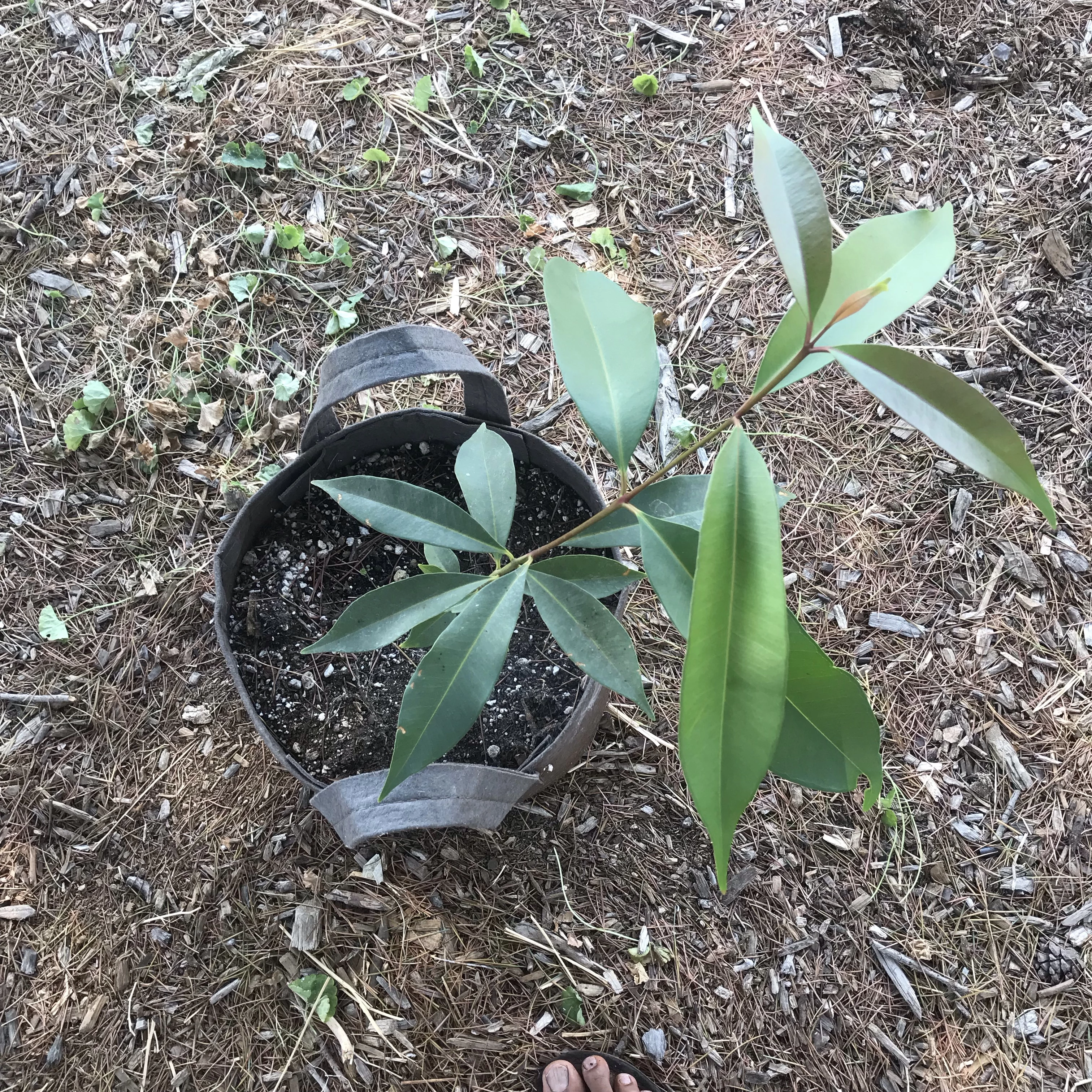 jamun plant in pot Jamun Tree (seedling of Krishnarani)