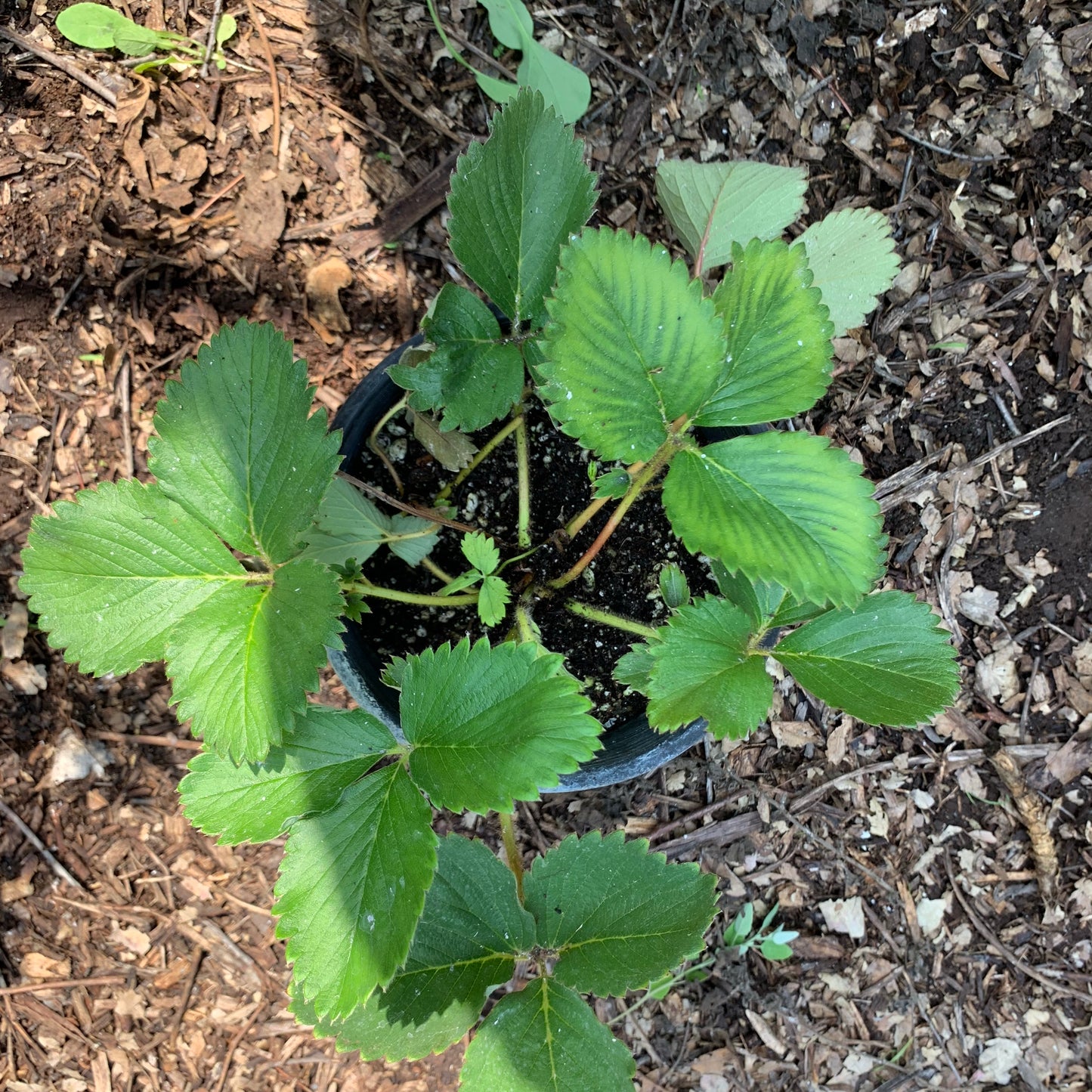 Strawberry, Mara Des Bois