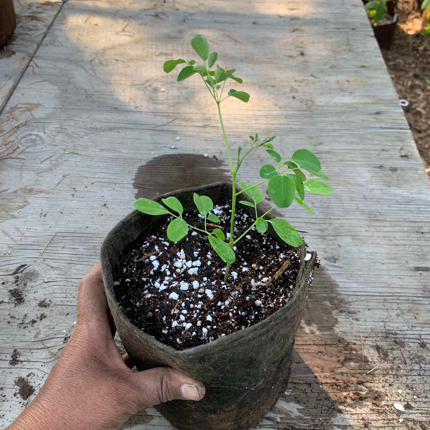 Moringa Tree