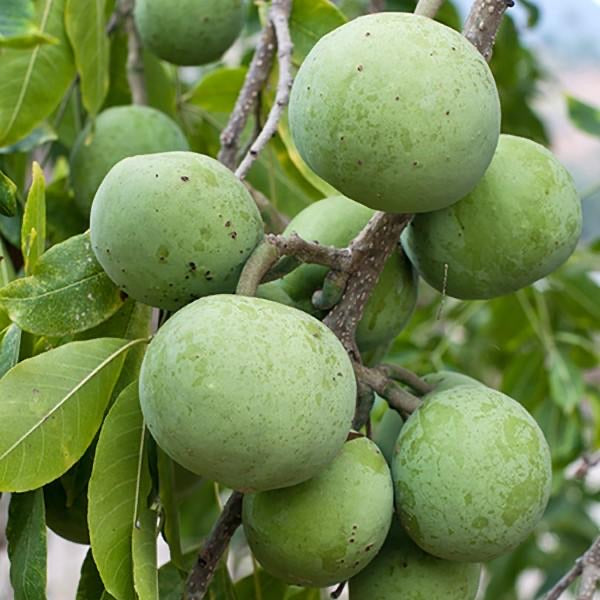 Sapote, White