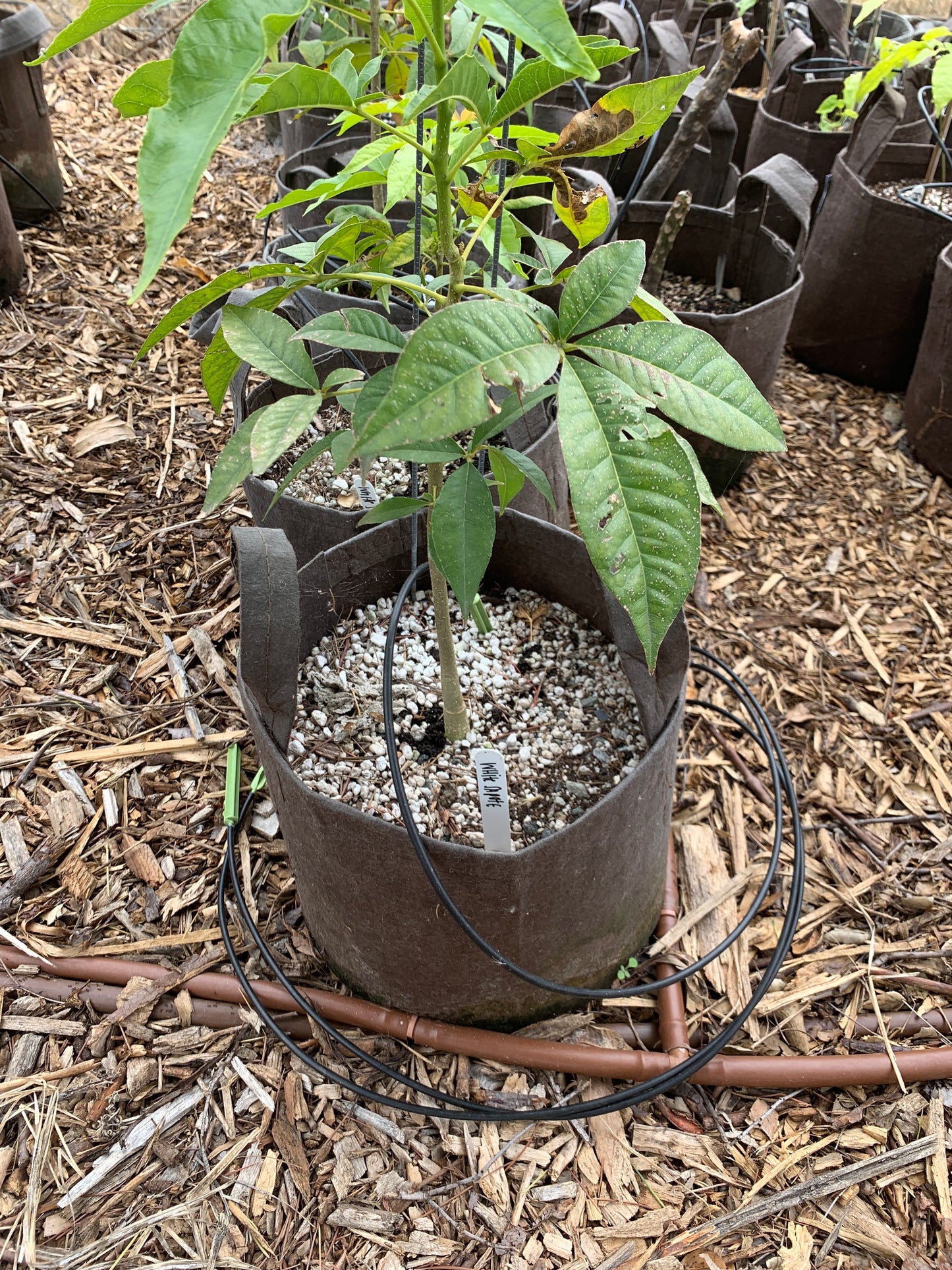 Sapote, White