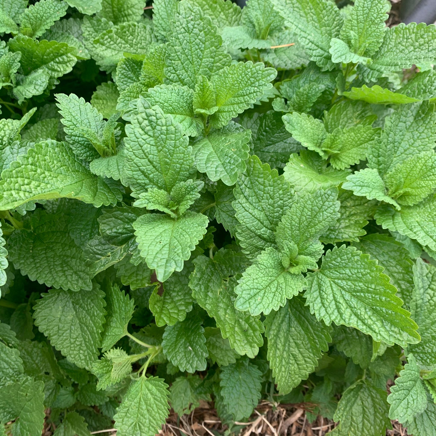 Lemon Balm