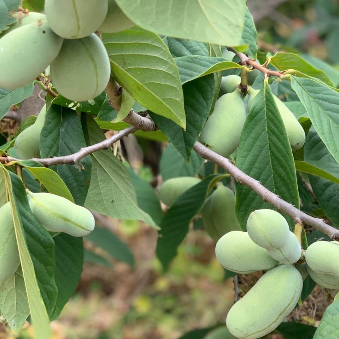 Pawpaw (seedling)