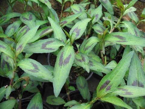 Vietnamese coriander