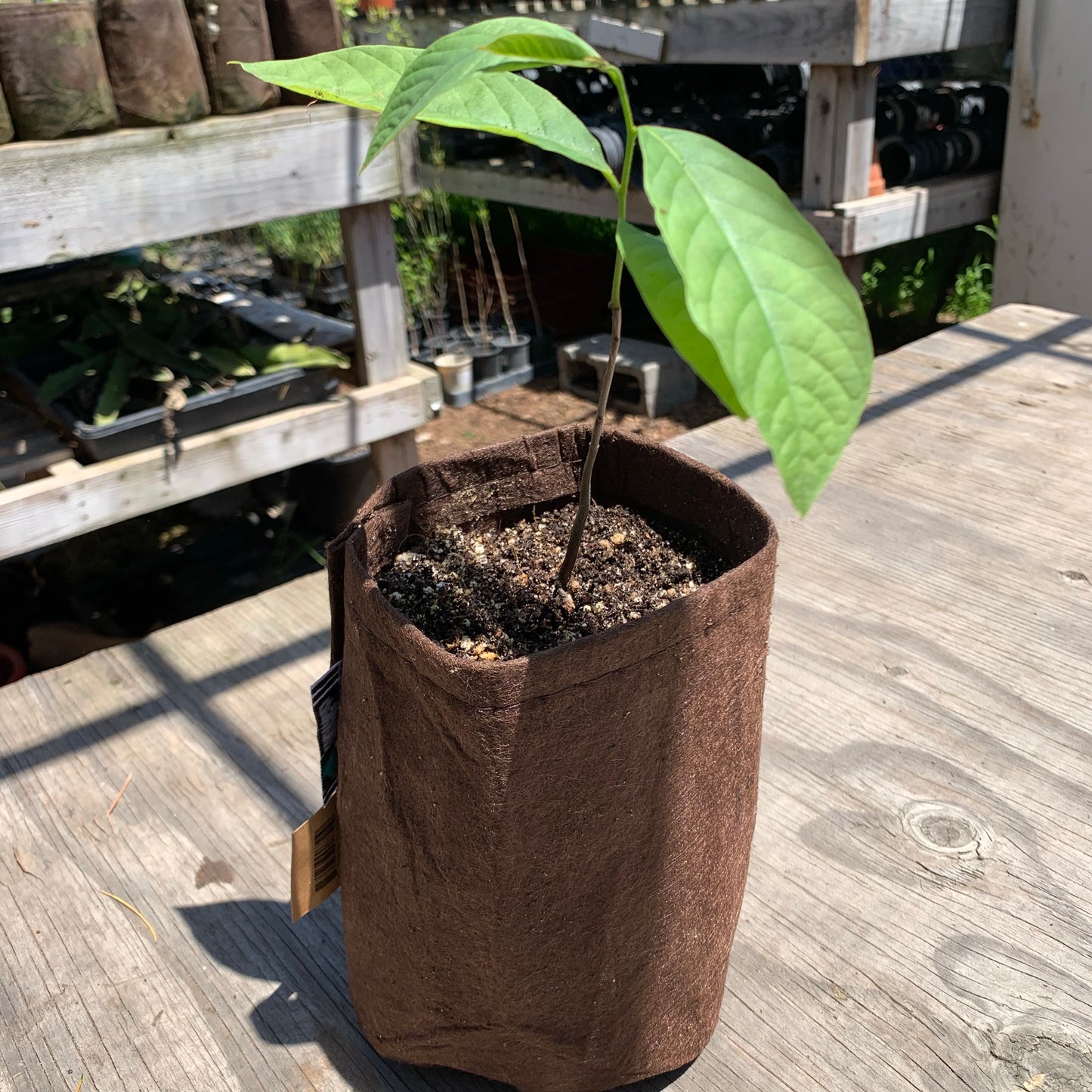 Pawpaw (seedling)