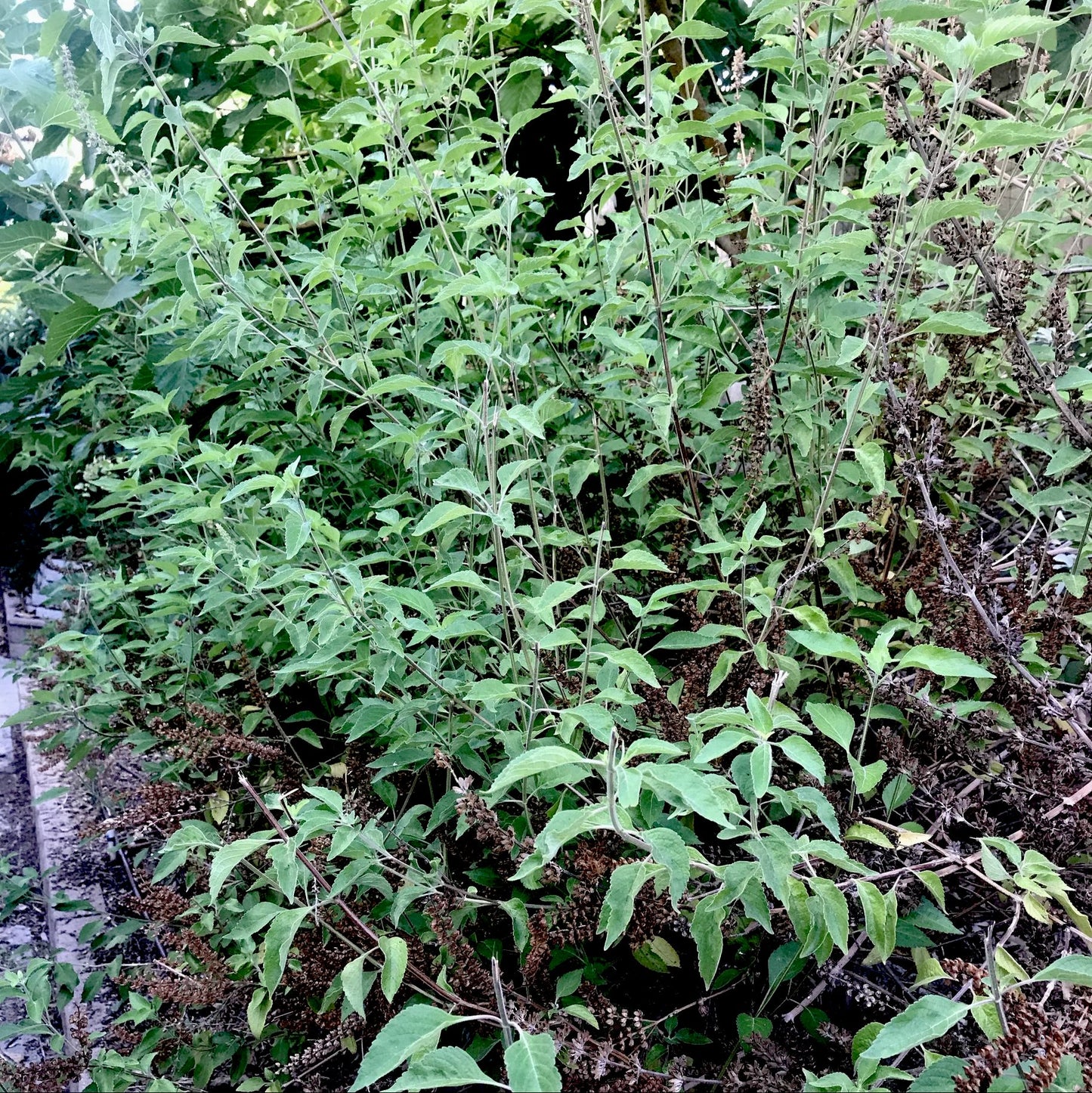 Tulsi, Vana (Holy Basil)