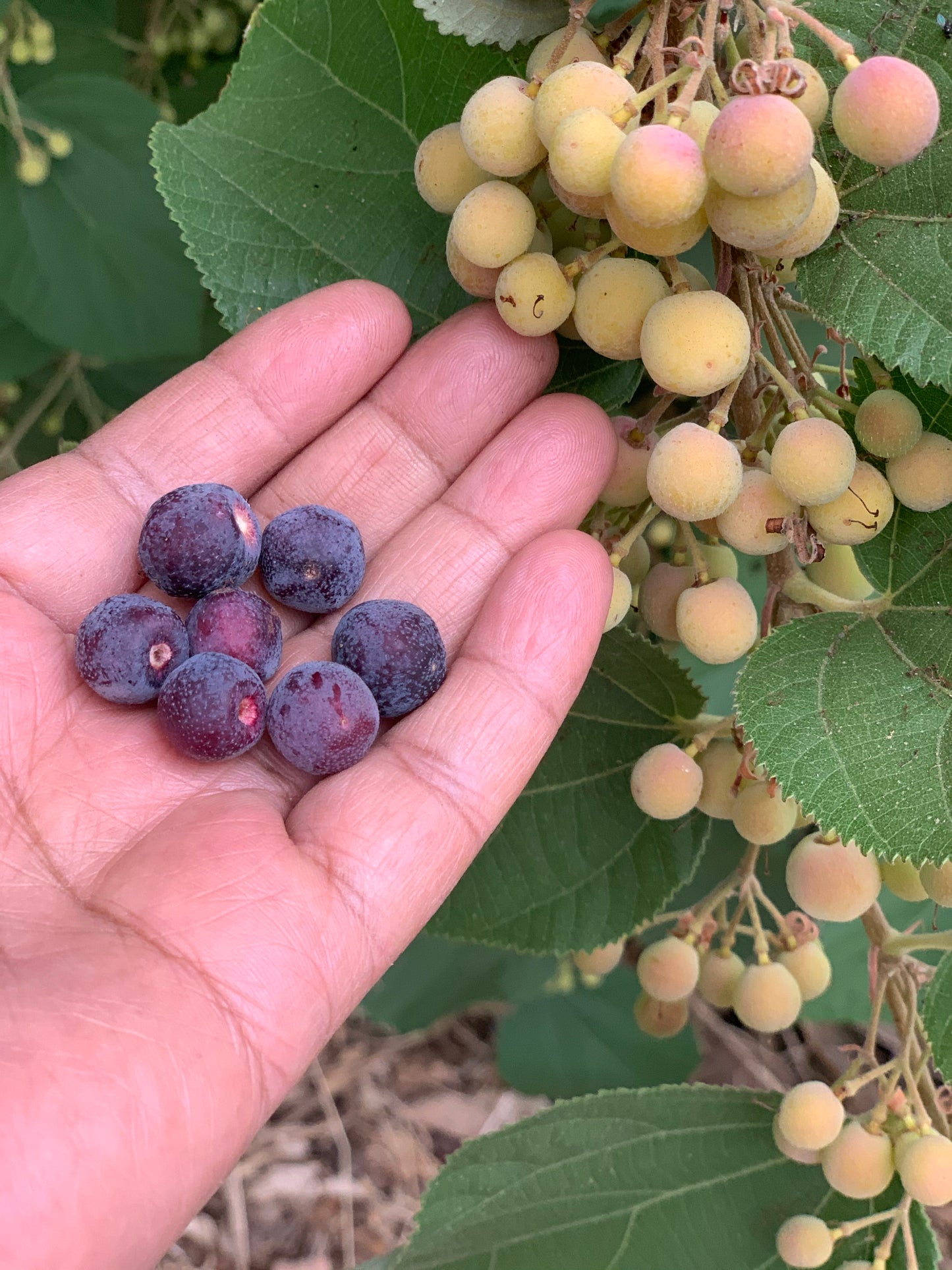 Phalsa / Sherbert Berry