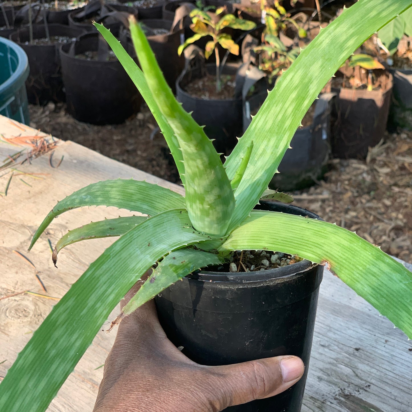 Aloe, Edible