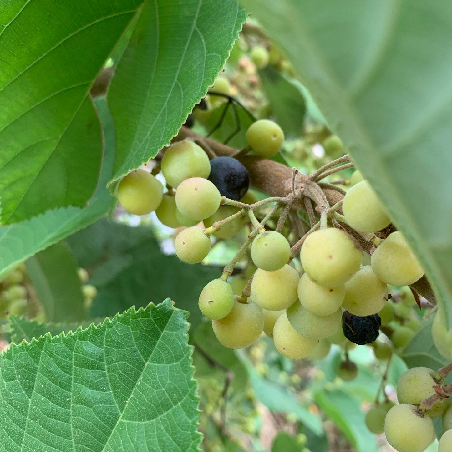 Phalsa / Sherbert Berry