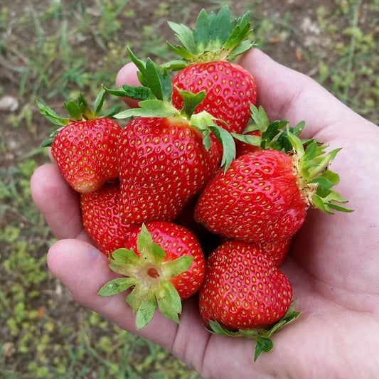 Strawberry, Seascape