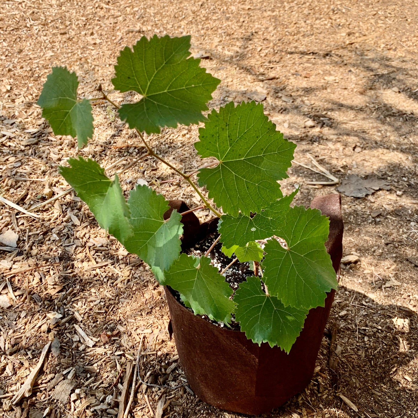 Grape, Niabell Concord