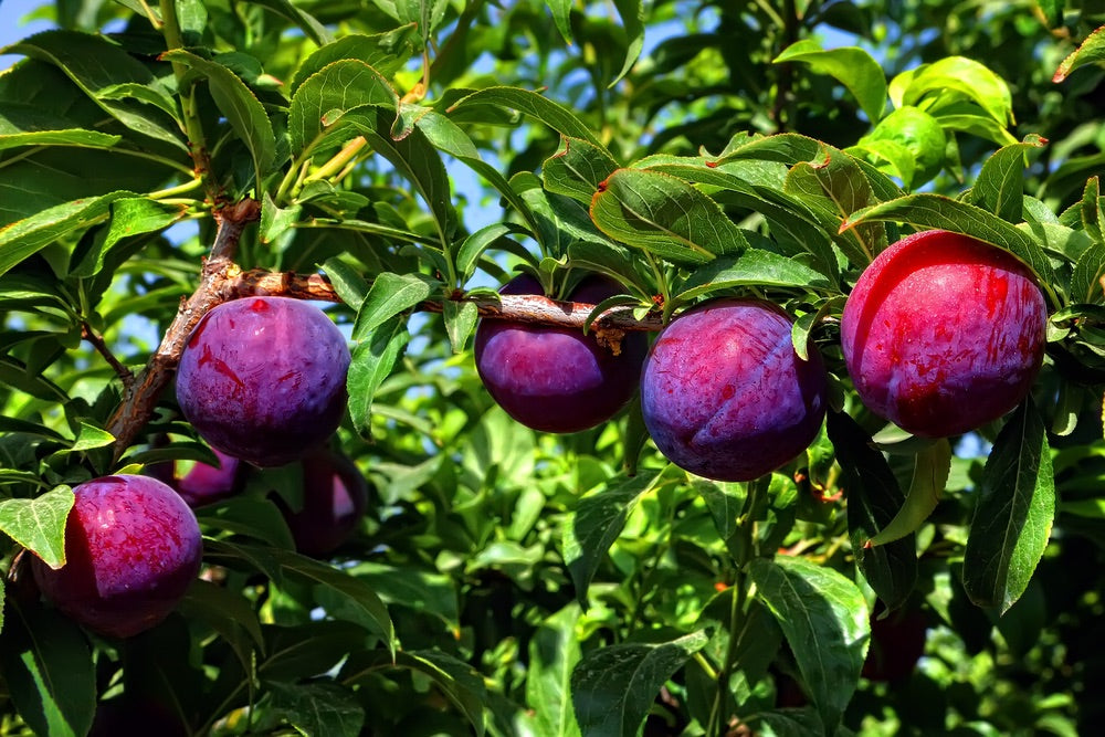 Plum, Santa Rosa