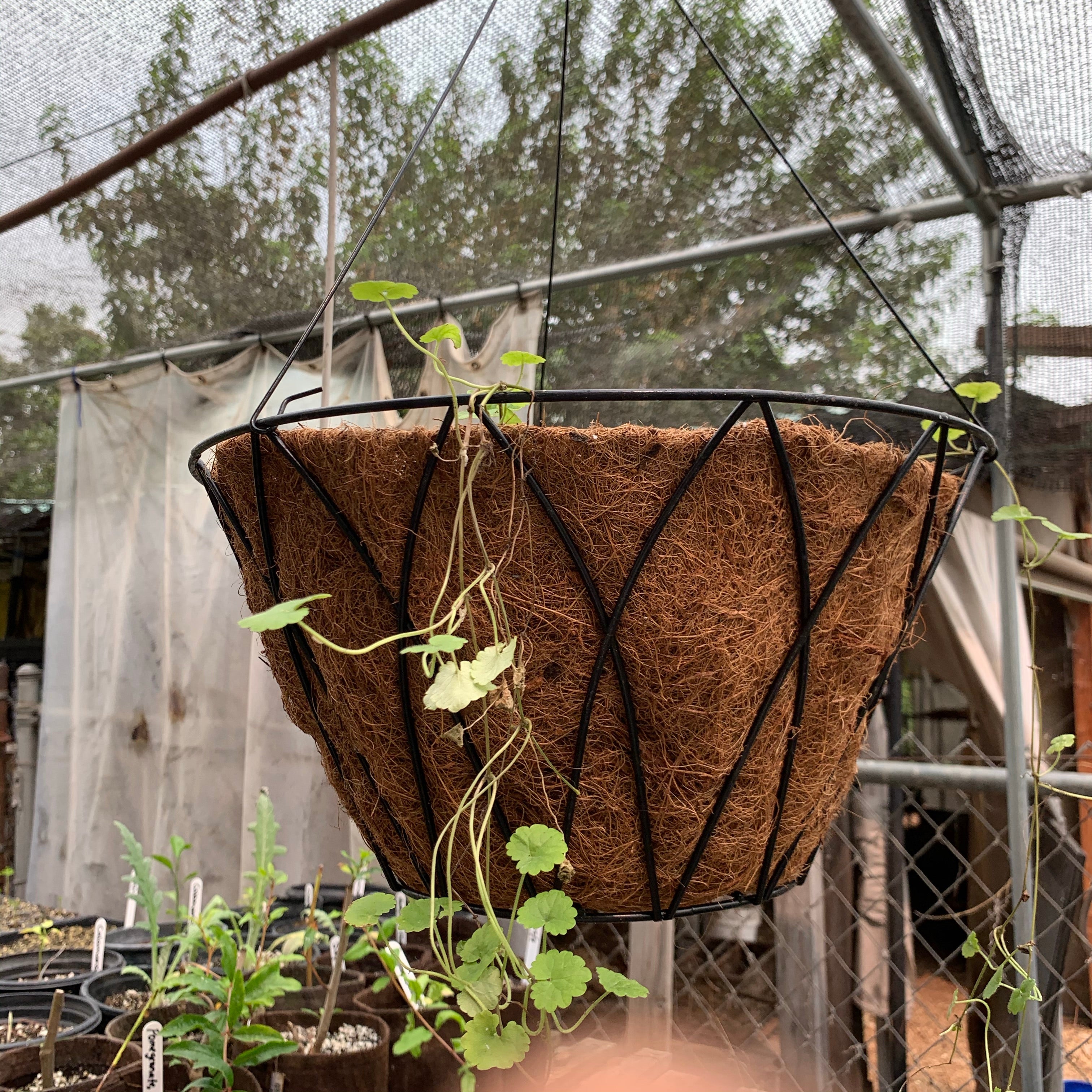 hanging plant baskets Hanging Basket – Sarvodaya Institute