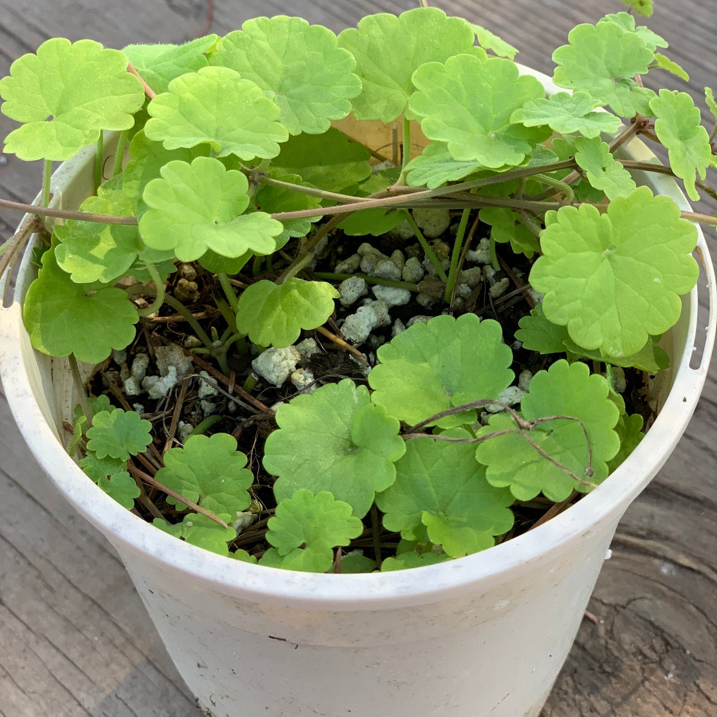 Gotu Kola, Ayurvedic (Brahmi)