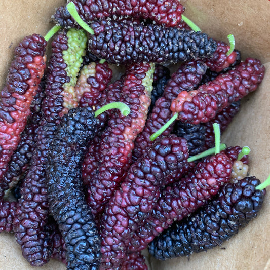 Mulberry, Pakistani Black