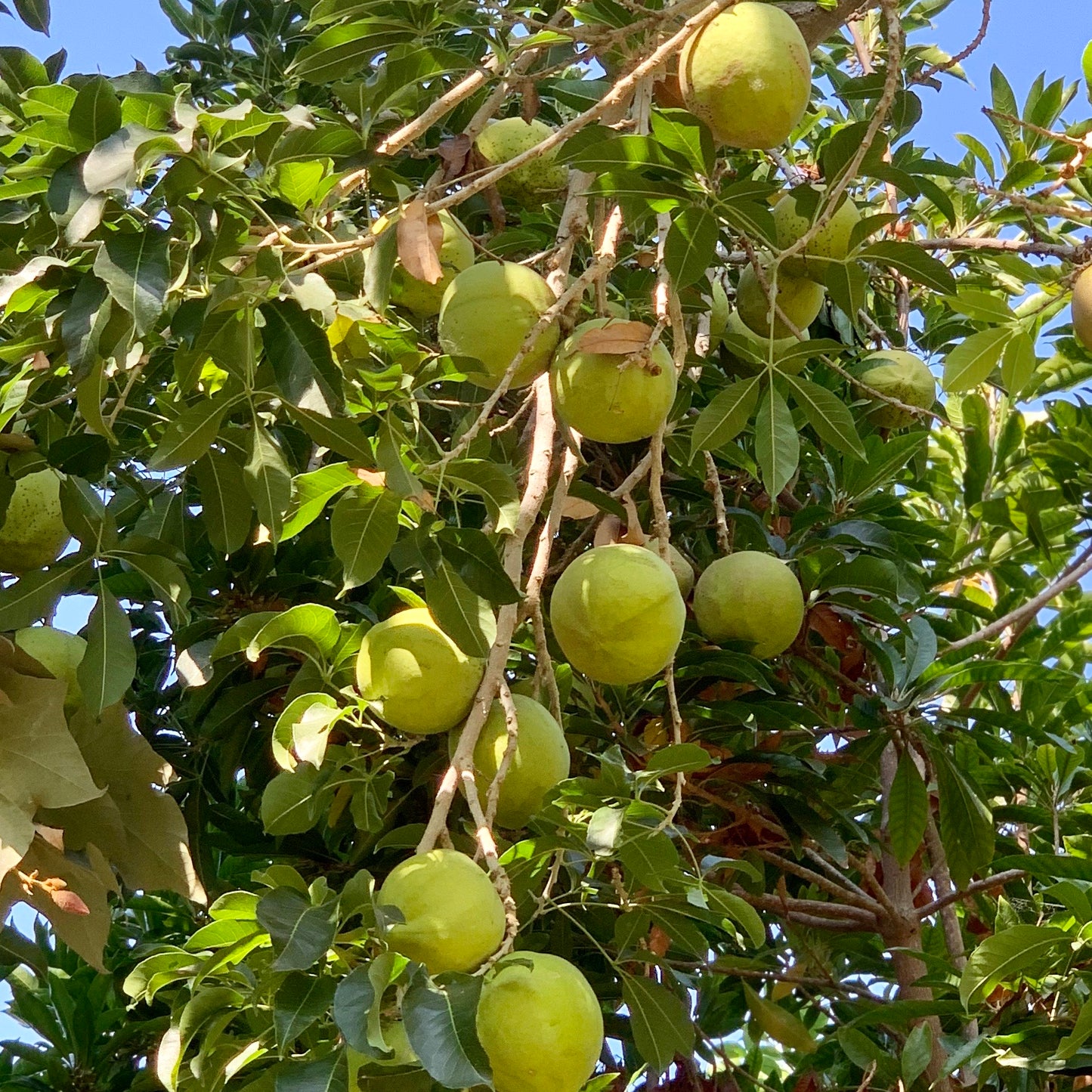 Sapote, White