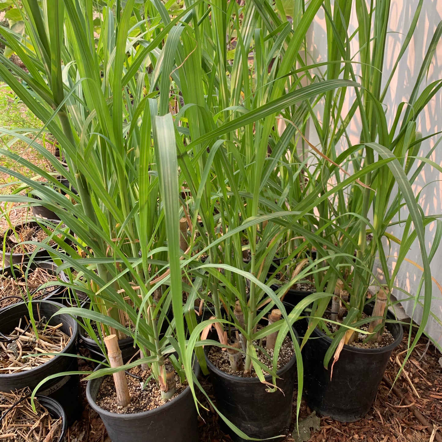 Sugarcane, Louisiana Green