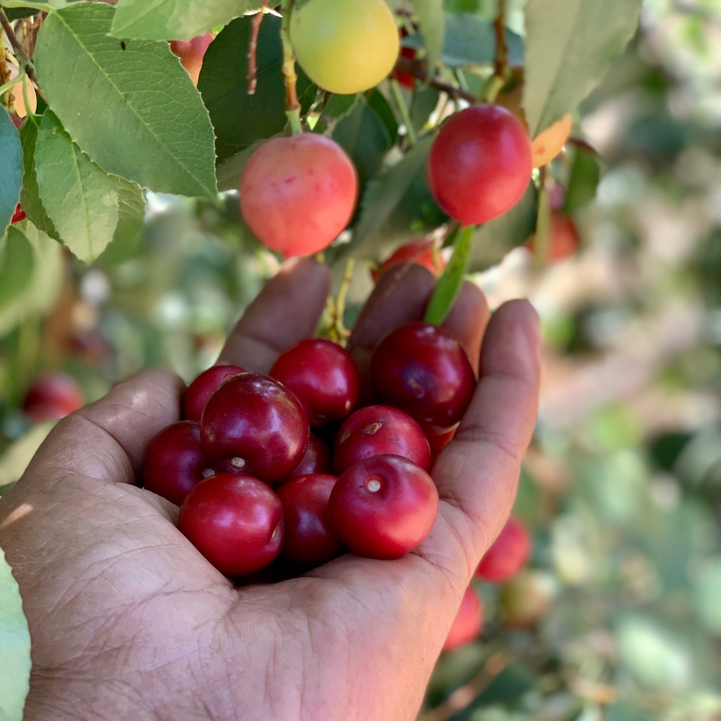 Holly Leaf Cherry, 'Prunus ilicifolia'