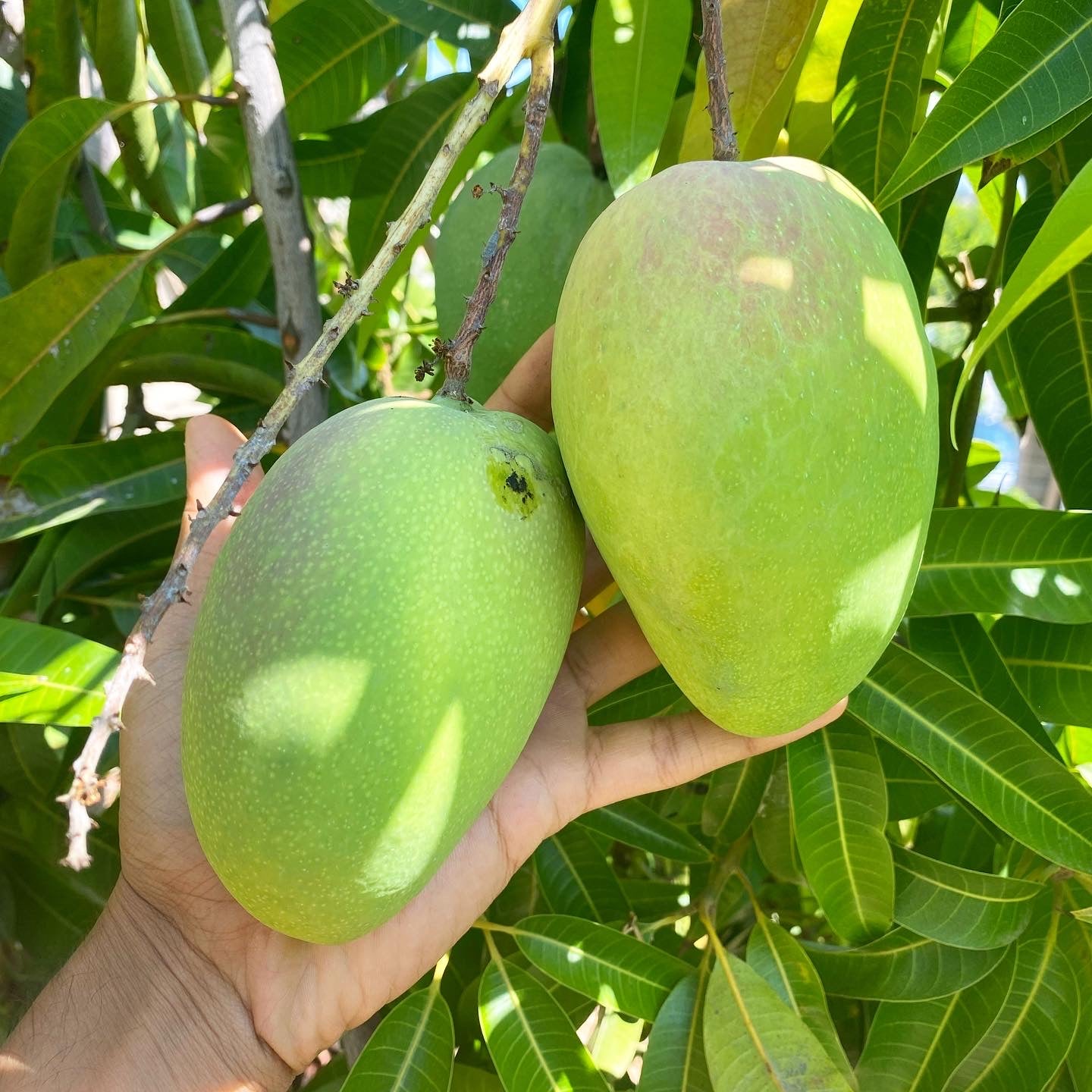 Mango, California Gold (grafted) PREORDER