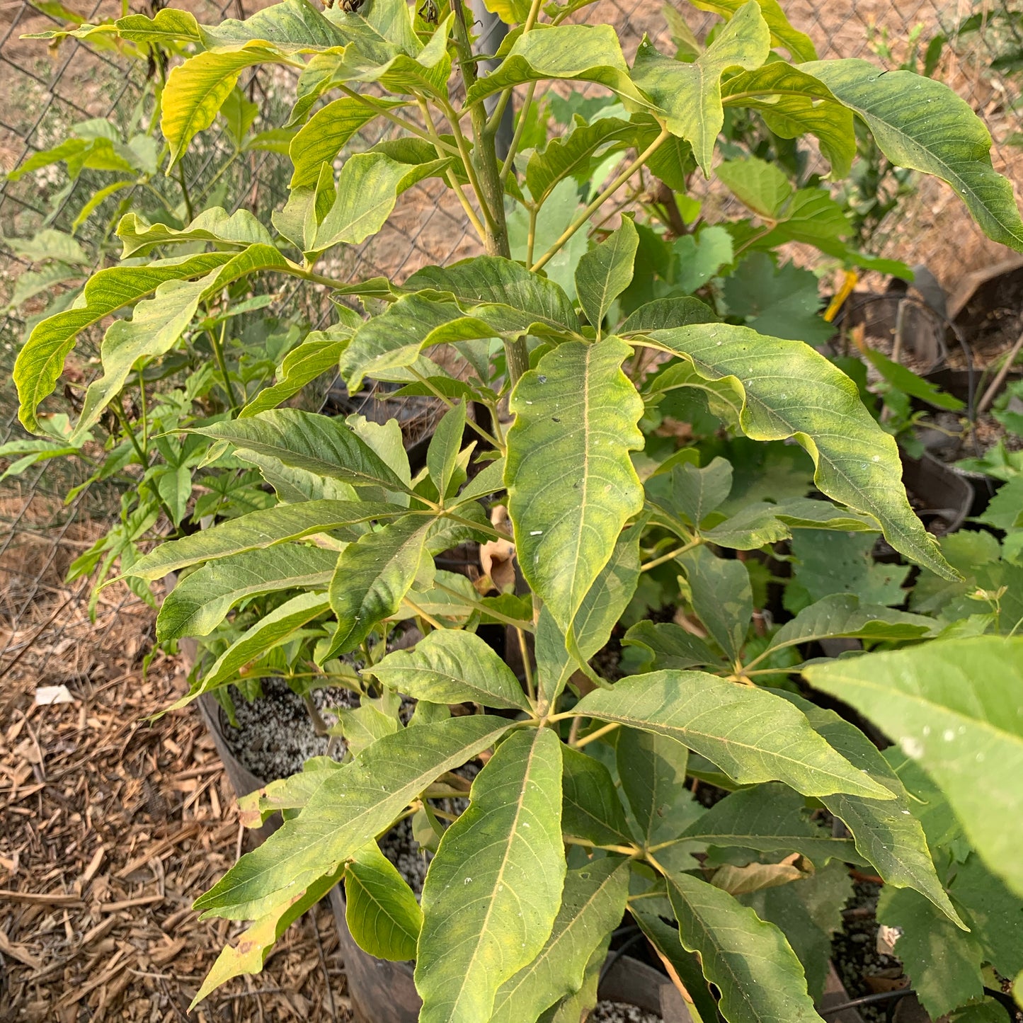 Sapote, White