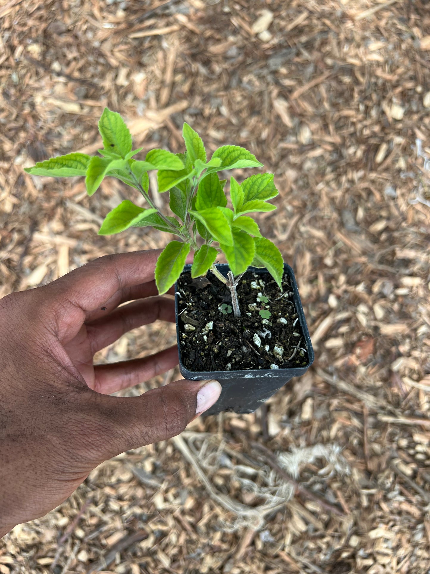 Tulsi, Vana (Holy Basil)