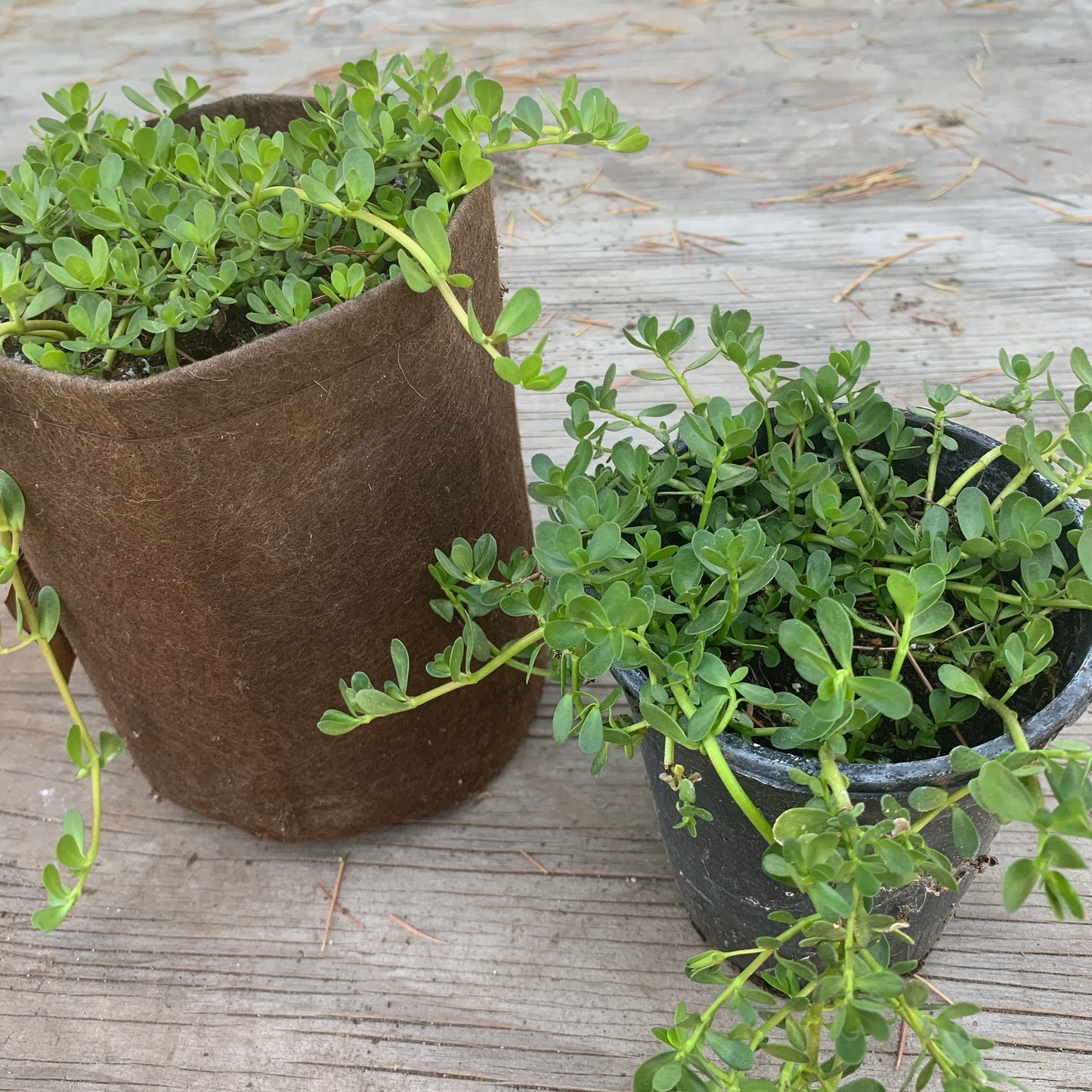 Bacopa Monnieri (Brahmi)