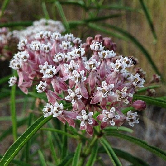 Narrowleaf Milkweed, 'Asclepias fascicularis'