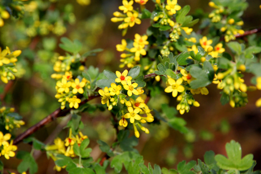 Golden Currant, 'Ribes aureum'