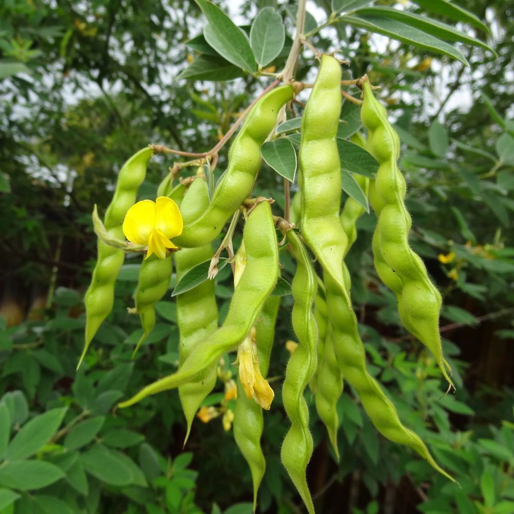 Pigeon Pea