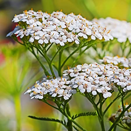 Common Yarrow, 'Achillea millefolium'