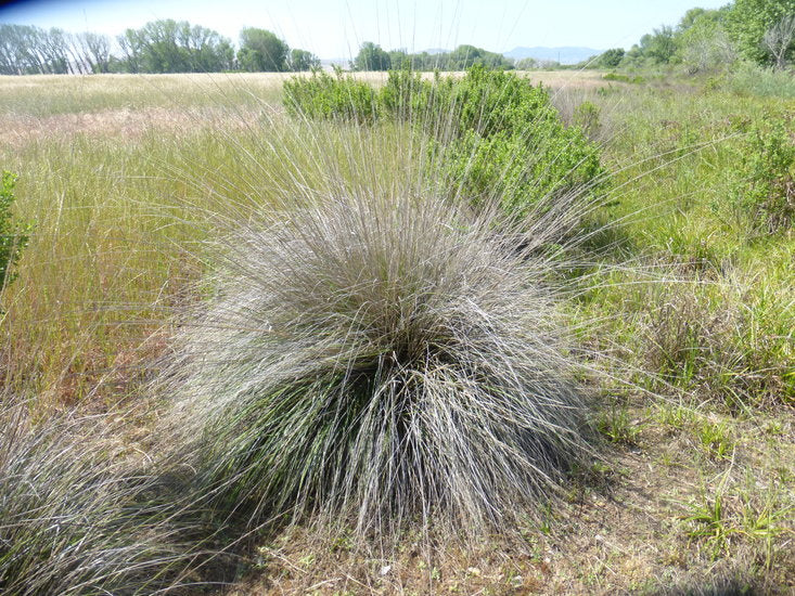 Deer Grass, Muhlenbergia rigens