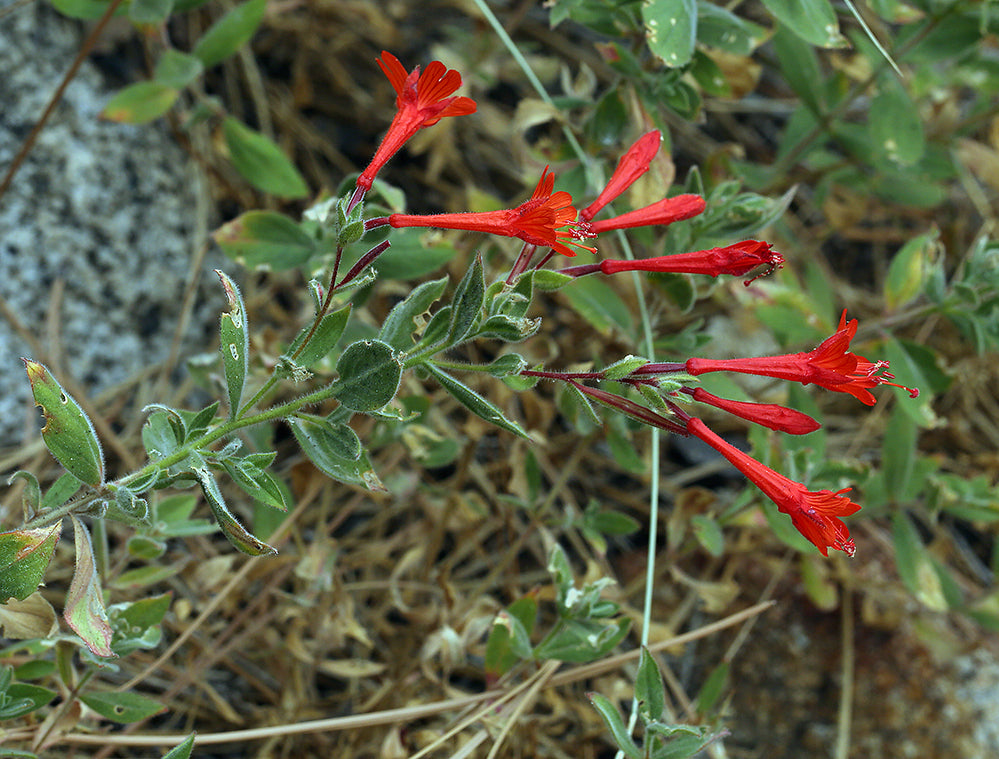California Fuchsia, Epilobium Californicanum