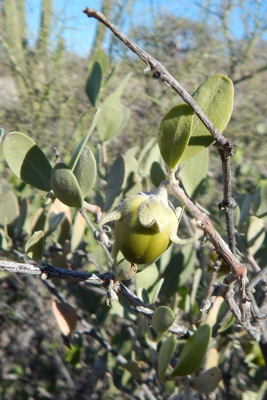 Jojoba, simmondsia chinensis