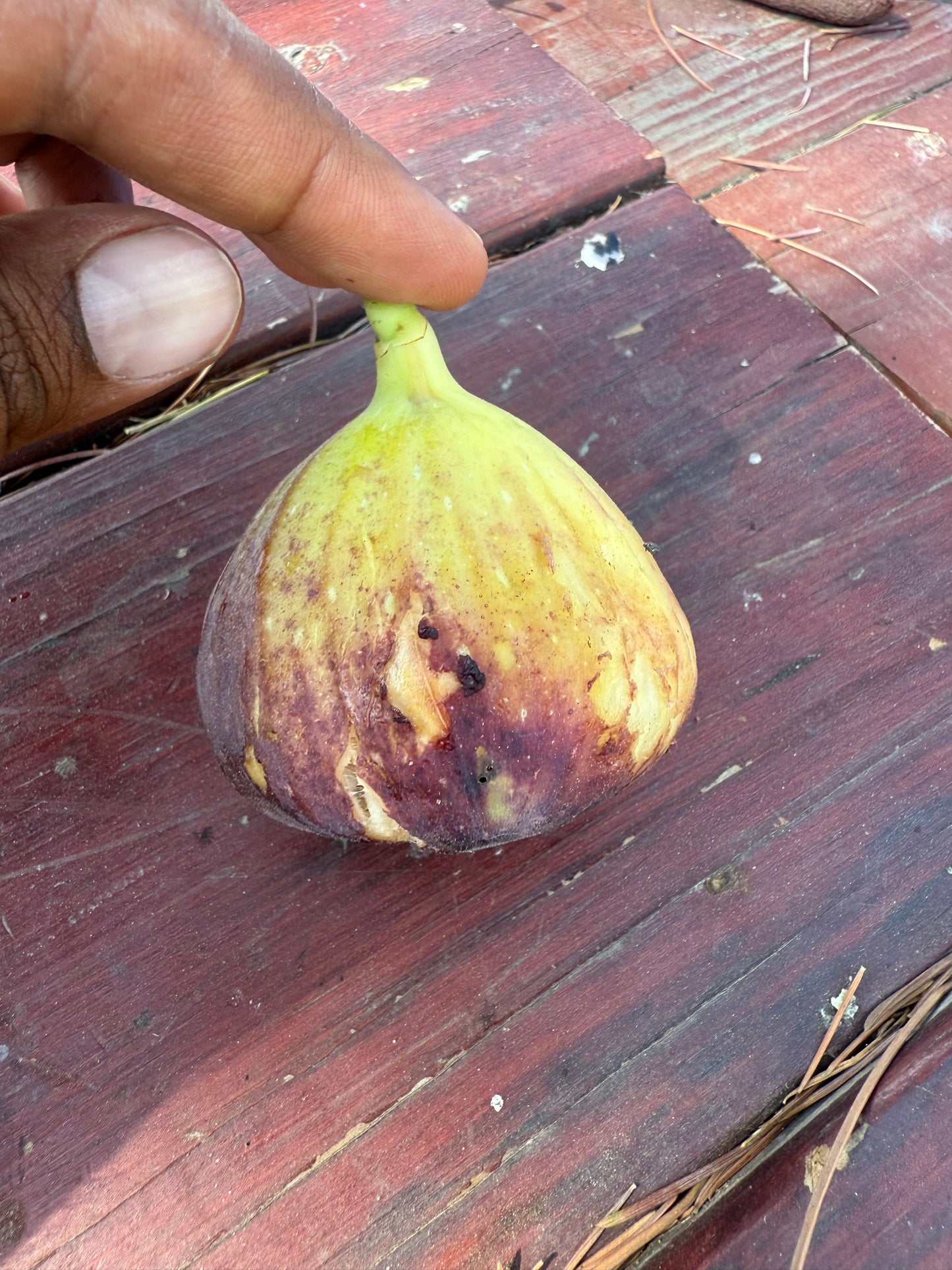 Fig, Bourjasotte Grise