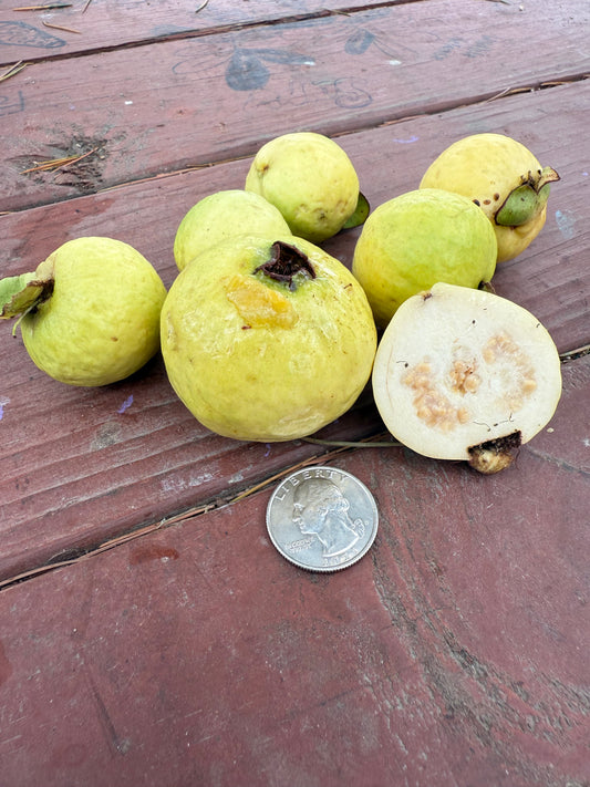 Guava, Allahbadi Safeda
