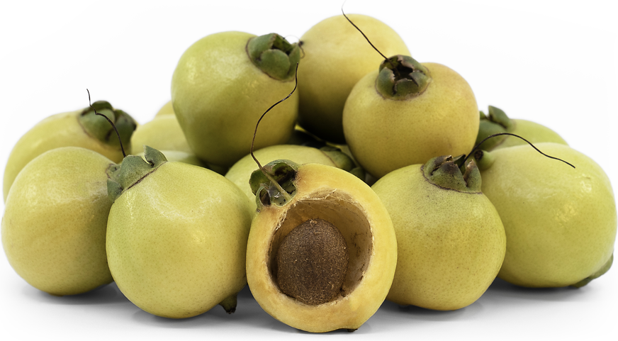 Rose Apple, Syzygium jambos