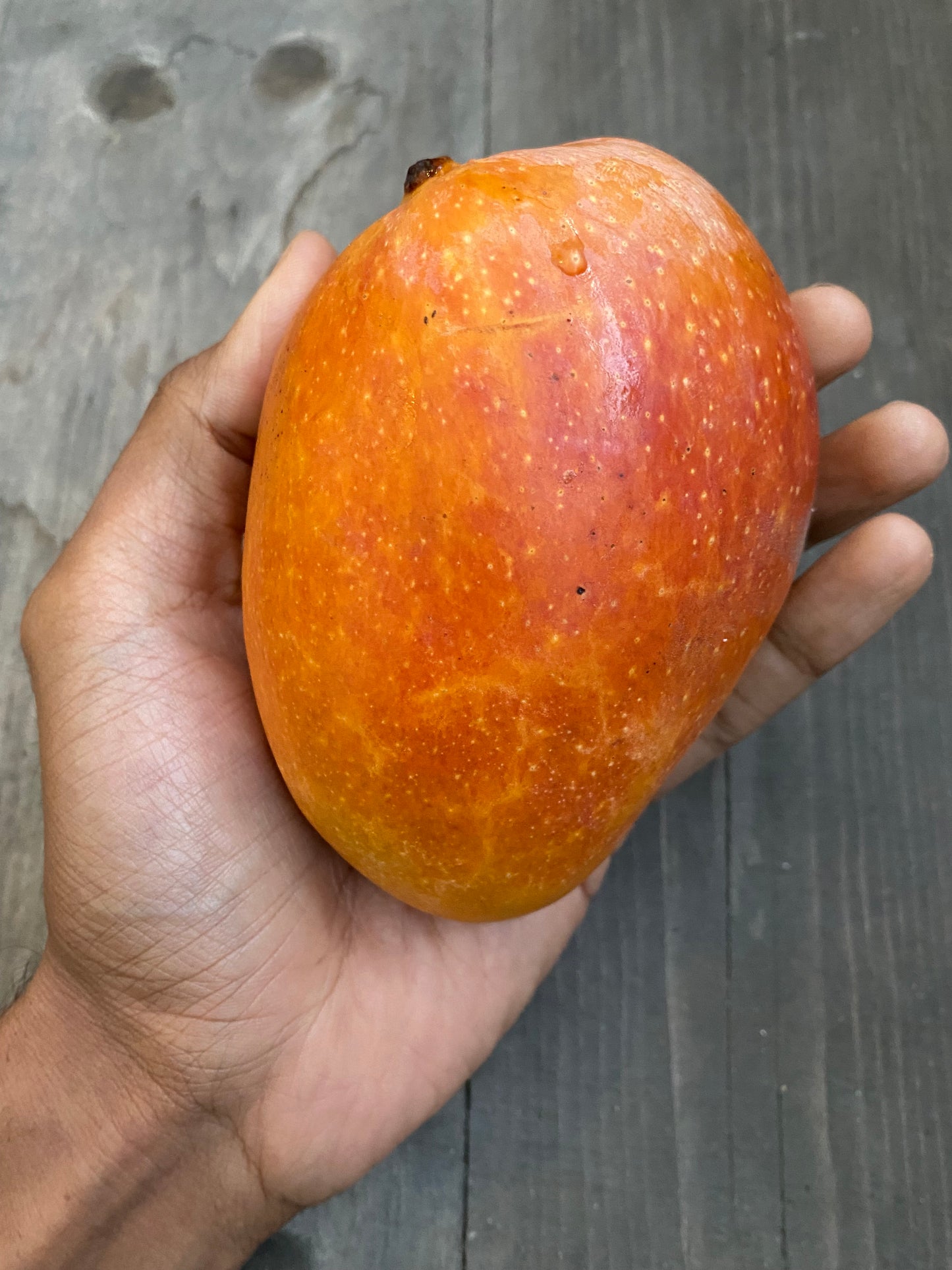 Mango, California Gold (grafted) PREORDER