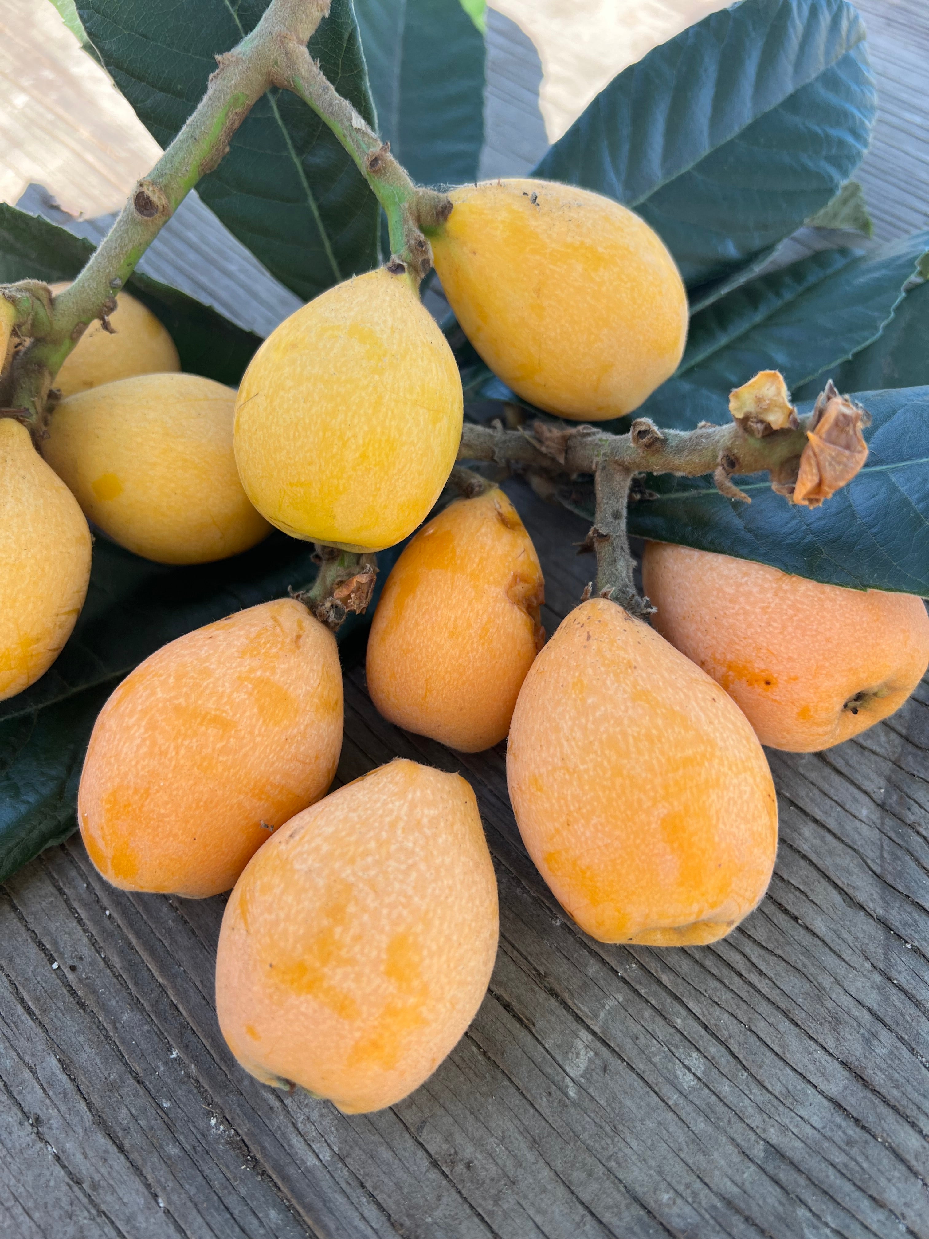 Loquat, Badonkadonk