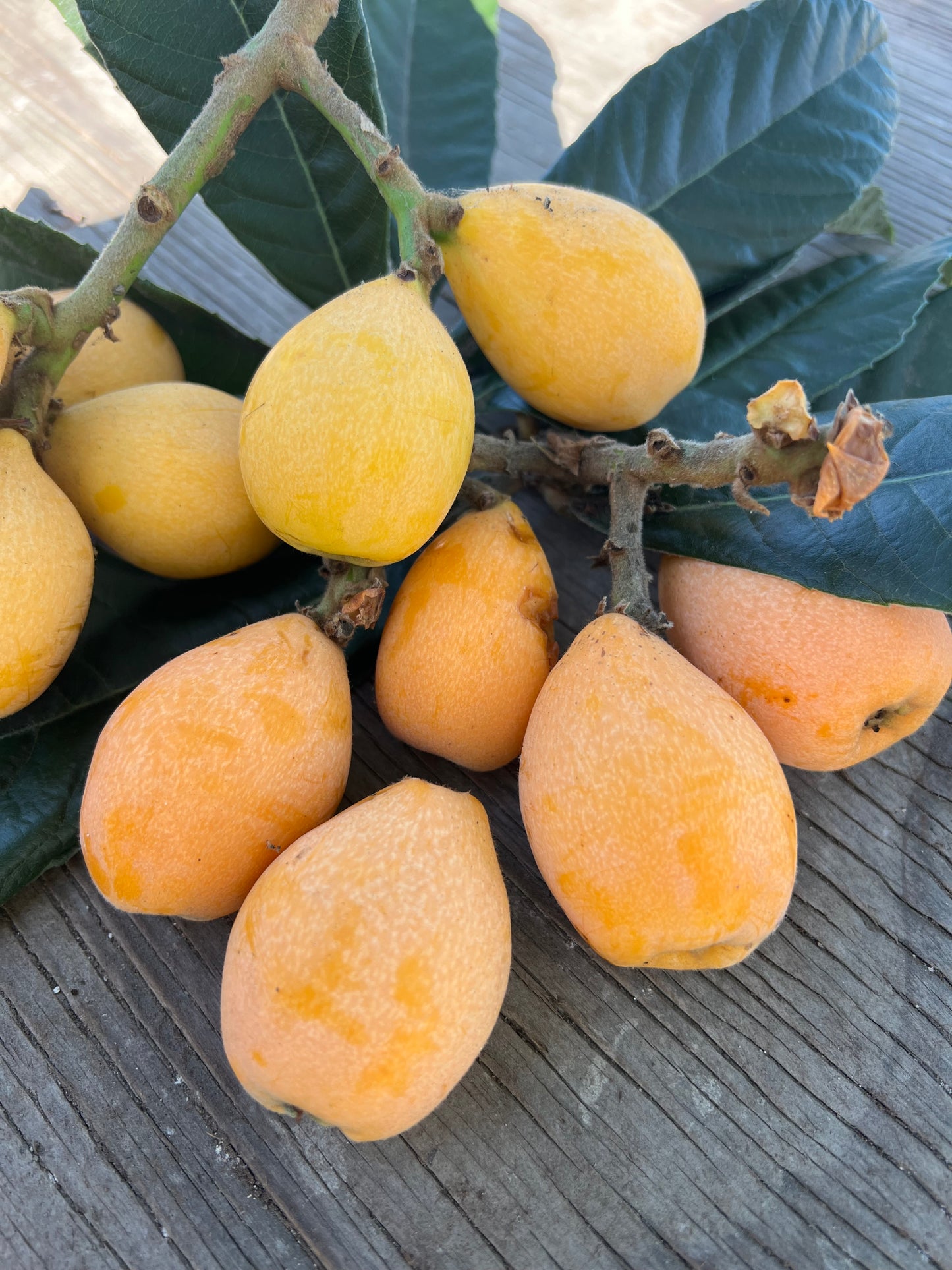 Loquat, Badonkadonk