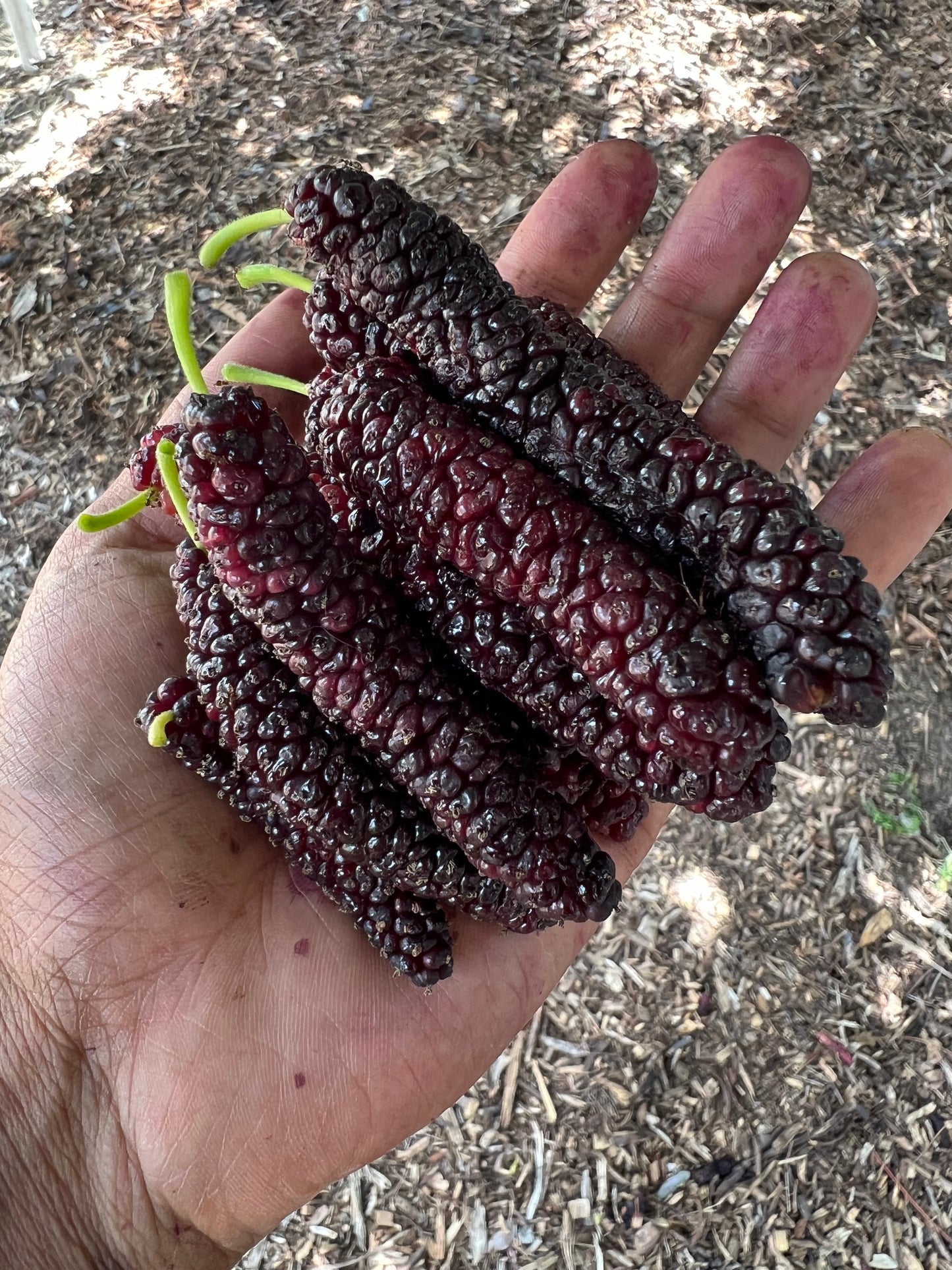 Mulberry, Pakistani Black