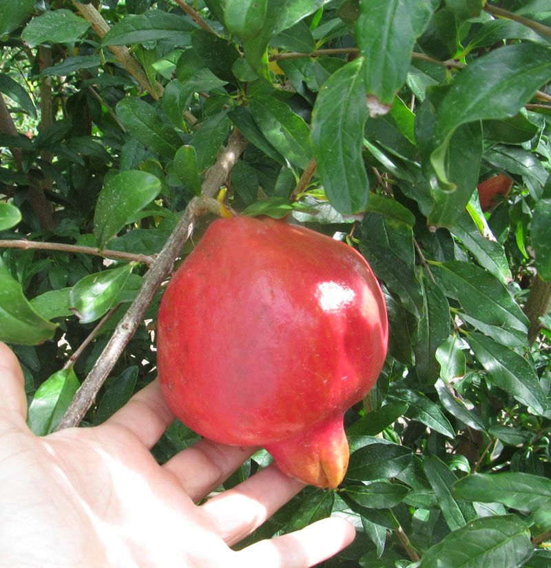 Pomegranate, Nikitski Ranni