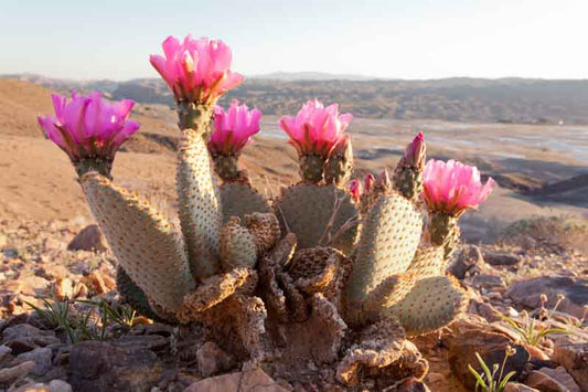 Beavertail Cactus, Opuntia basilaris