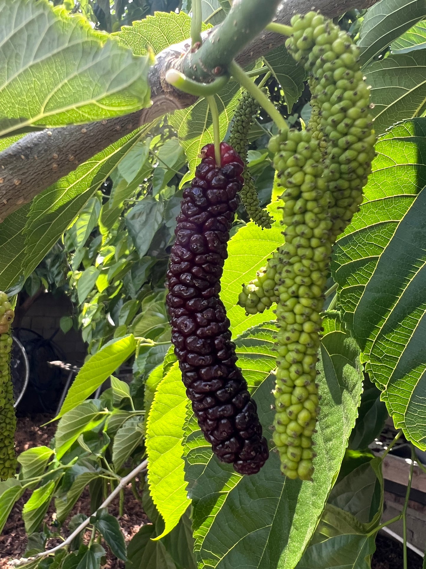 Mulberry, Pakistani Black